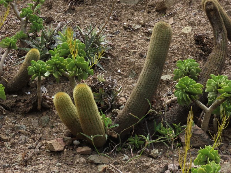 Haageocereus versicolor, photographed by Manuel Roncal