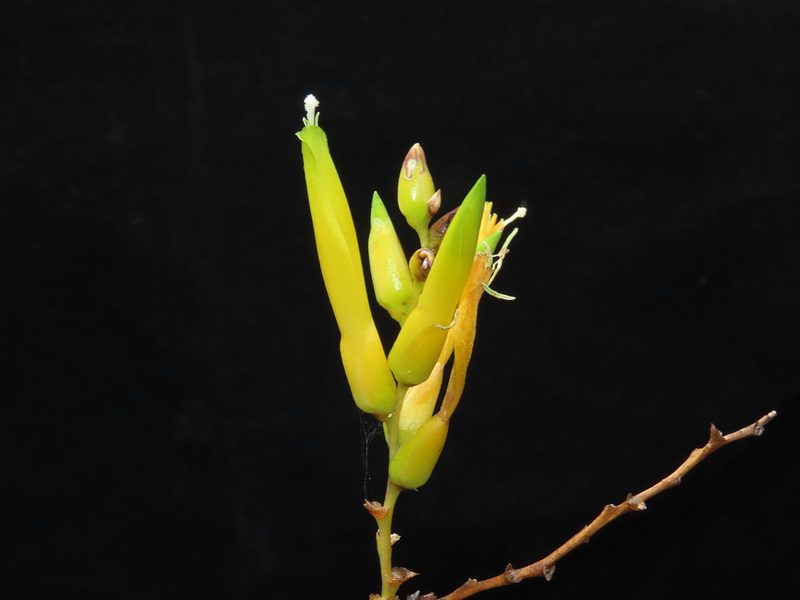 Deuterocohnia longipetala, photographed by Manuel Roncal