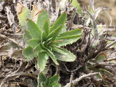 Deuterocohnia longipetala, photographed by Manuel Roncal