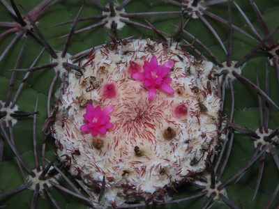 Melocactus peruvianus, photographed by Manuel Roncal
