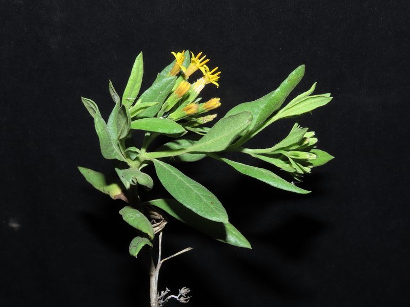 Trixis cacalioides, photographed by Manuel Roncal
