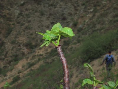 Bursera graveolens