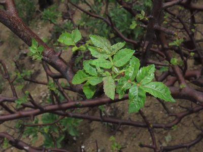 Bursera graveolens, photographed by Manuel Roncal