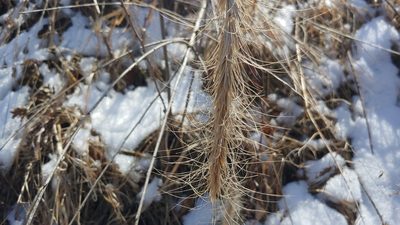 Elymus canadensis, photographed by Ryan Sorrells