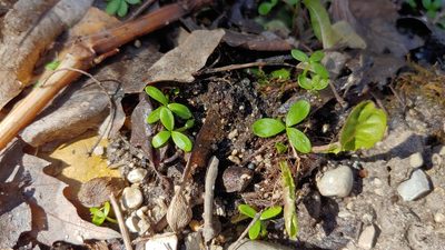 Floerkea proserpinacoides, photographed by Ryan Sorrells