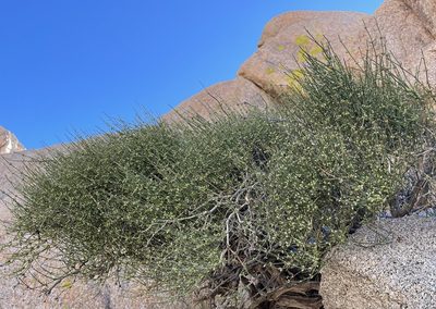 Ephedra aspera, photographed by Henrik Kibak