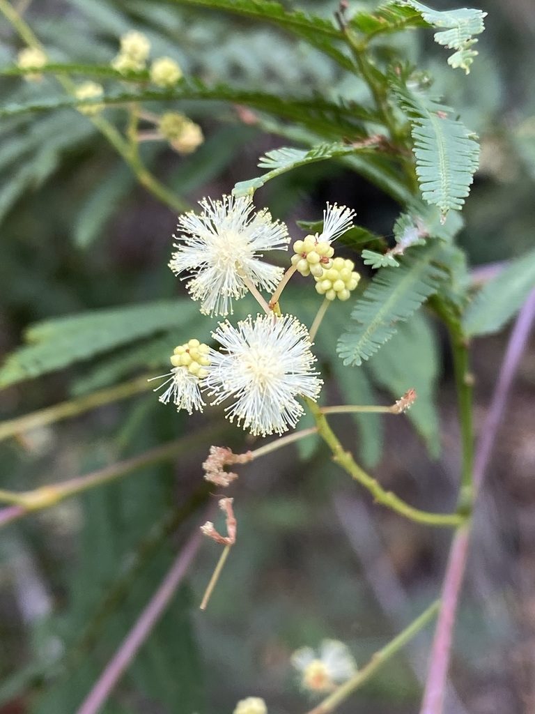 Acacia storyi, photographed by Martin Hannan-Jones