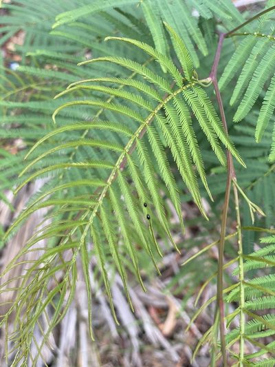 Acacia storyi, photographed by Martin Hannan-Jones