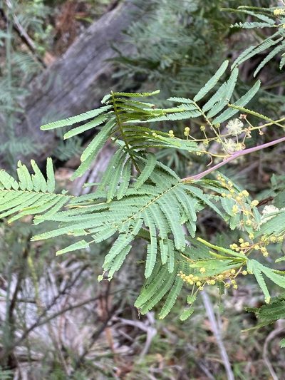 Acacia storyi, photographed by Martin Hannan-Jones