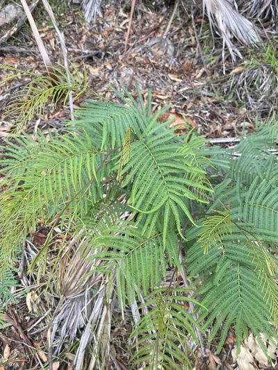 Acacia storyi, photographed by Martin Hannan-Jones