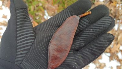 Gymnocladus dioicus, photographed by Ryan Sorrells