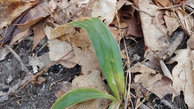 Carex albursina, photographed by Ryan Sorrells