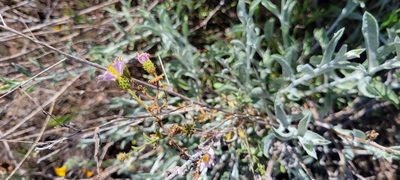 Corethrogyne filaginifolia, photographed by Amthinkia