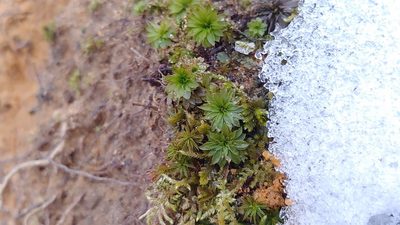 Rhodobryum ontariense, photographed by Ryan Sorrells