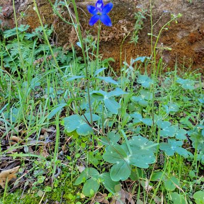 Delphinium patens, photographed by Dan Horowitz