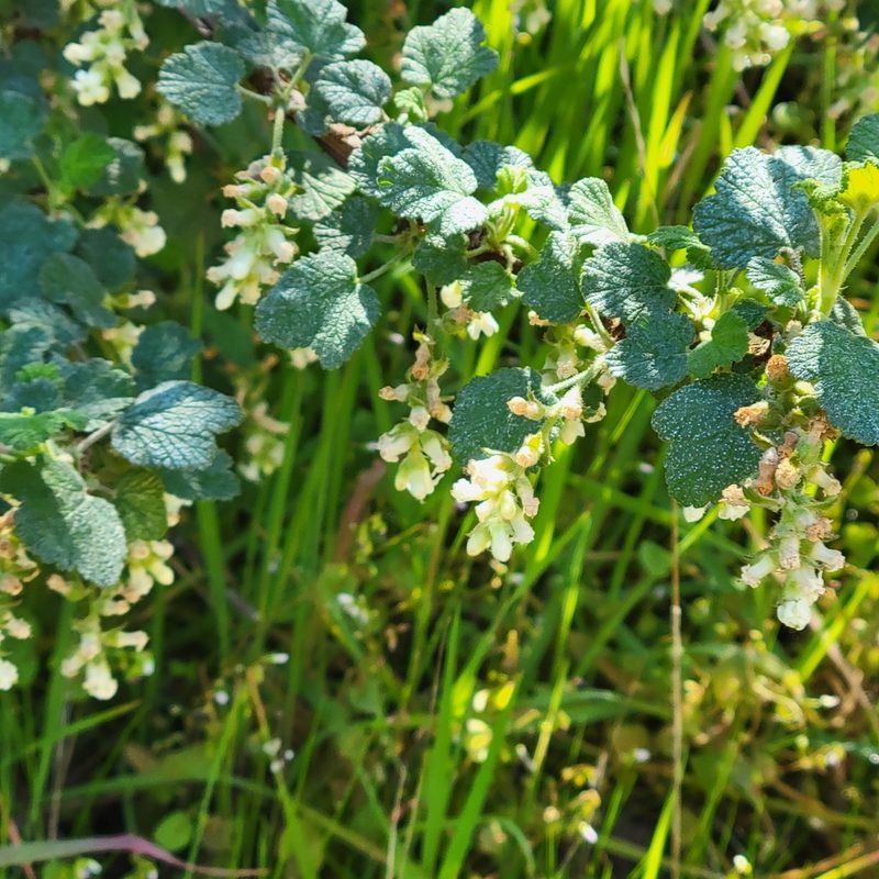Ribes indecorum, photographed by Dan Horowitz