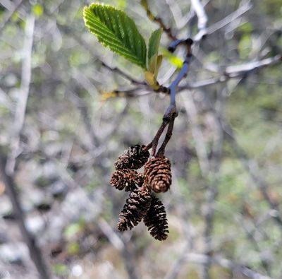 Alnus rhombifolia, photographed by Dan Horowitz