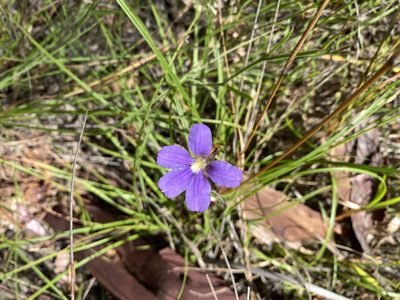Scaevola ramosissima, photographed by Martin Hannan-Jones