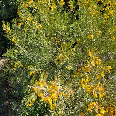 Senna artemisioides, photographed by Dan Horowitz