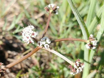 Lomatium piperi, photographed by Casey H. Richart