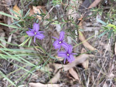 Thysanotus tuberosus, photographed by Martin Hannan-Jones