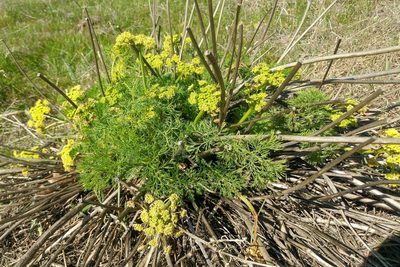 Lomatium klickitatense, photographed by Casey H. Richart