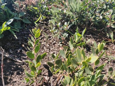 Arctostaphylos franciscana, photographed by Alexander Wentworth