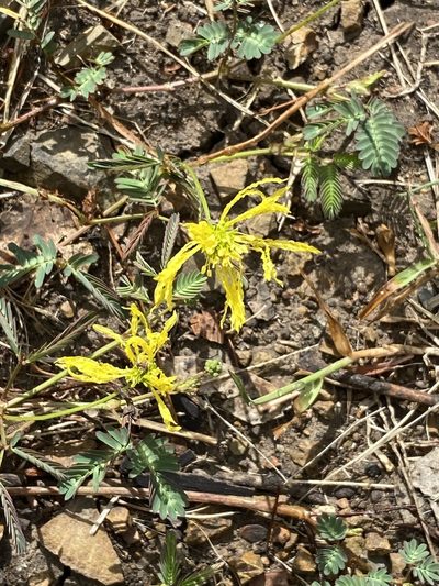 Neptunia gracilis, photographed by Martin Hannan-Jones