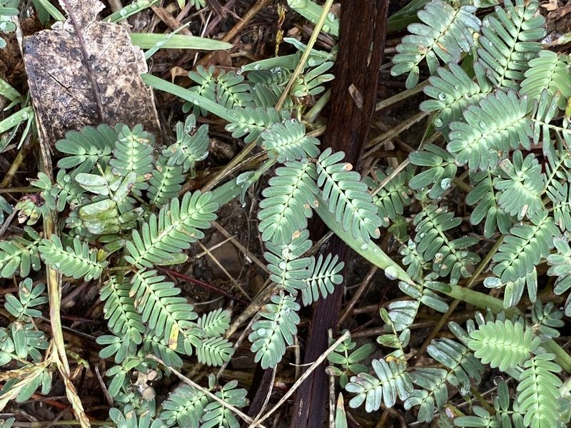 Neptunia gracilis, photographed by Martin Hannan-Jones