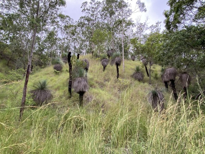 Xanthorrhoea glauca, photographed by Martin Hannan-Jones