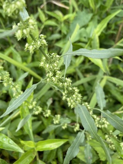 Rumex dentatus, photographed by 高山田鼠