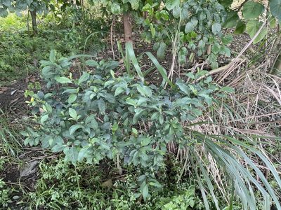 Solanum diphyllum, photographed by 高山田鼠