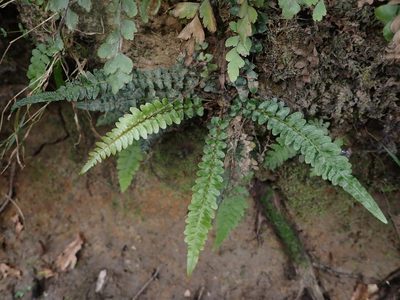 Doodia australis, photographed by Saryu Mae 前 朝琉