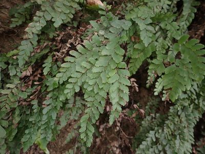 Adiantum cunninghamii, photographed by Saryu Mae 前 朝琉