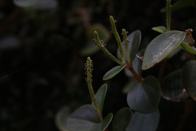 Peperomia bellendenkerensis, photographed by Hugo Innes
