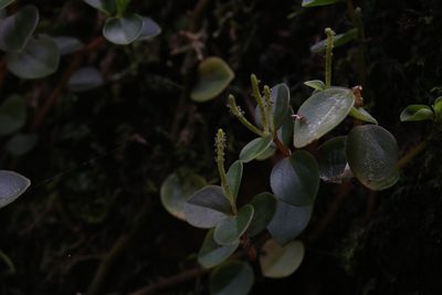 Peperomia bellendenkerensis, photographed by Hugo Innes