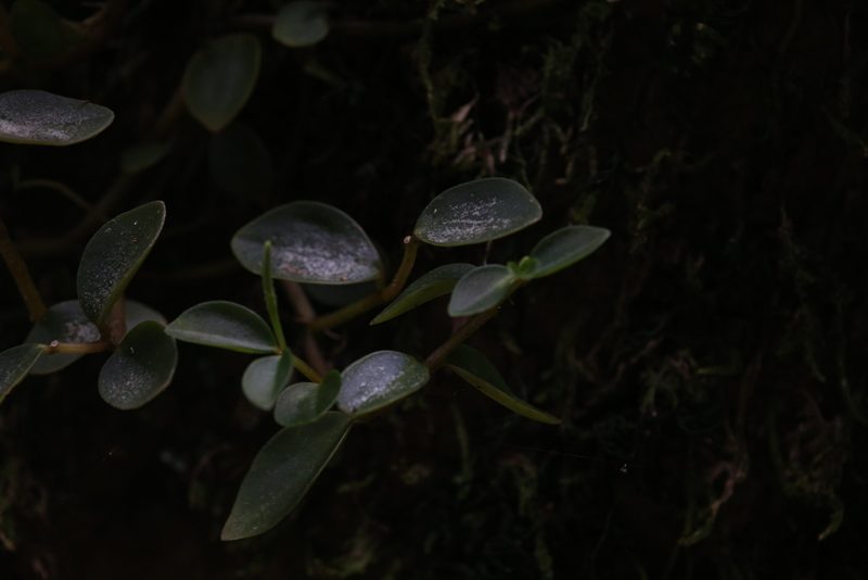 Peperomia bellendenkerensis, photographed by Hugo Innes