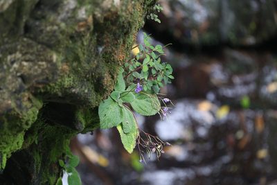 Boea hygroscopica, photographed by Hugo Innes