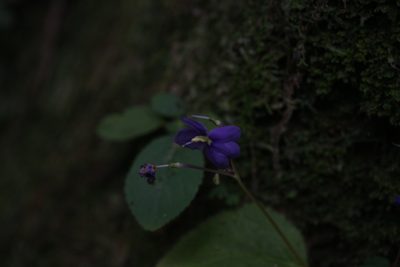 Boea hygroscopica, photographed by Hugo Innes