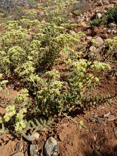 Crassula mesembryanthoides, photographed by Christiaan Viljoen