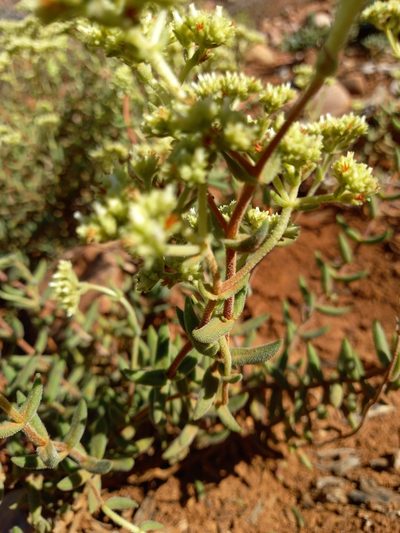 Crassula mesembryanthoides, photographed by Christiaan Viljoen