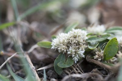 Alternanthera ficoidea, photographed by Licheng Shih