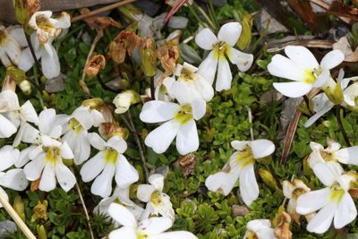 Ourisia caespitosa, photographed by Jacob Littlejohn