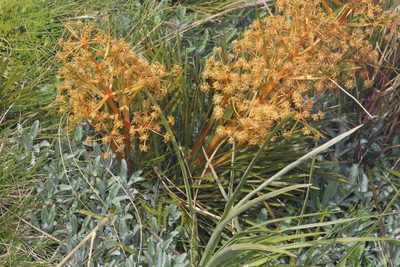 Aciphylla montana, photographed by Jacob Littlejohn