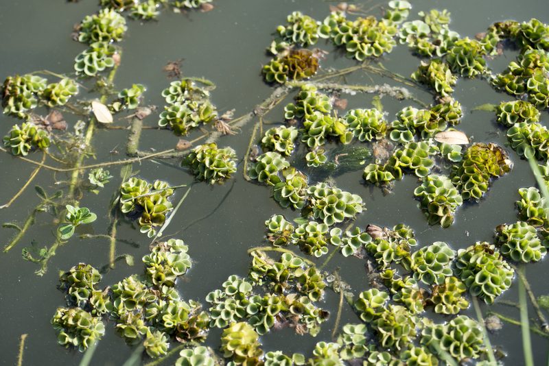 Salvinia cucullata, photographed by Licheng Shih