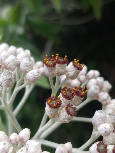 Helichrysum melaleucum, photographed by Vítor Jorge