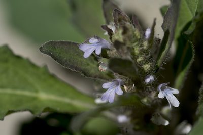 Ajuga taiwanensis, photographed by Licheng Shih