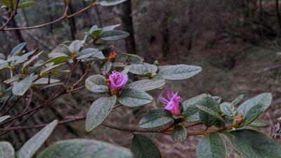 Rhododendron rubropilosum, photographed by Cheng-Te Hsu