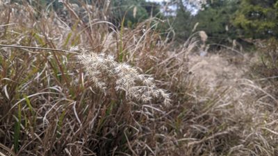 Miscanthus sinensis, photographed by Cheng-Te Hsu