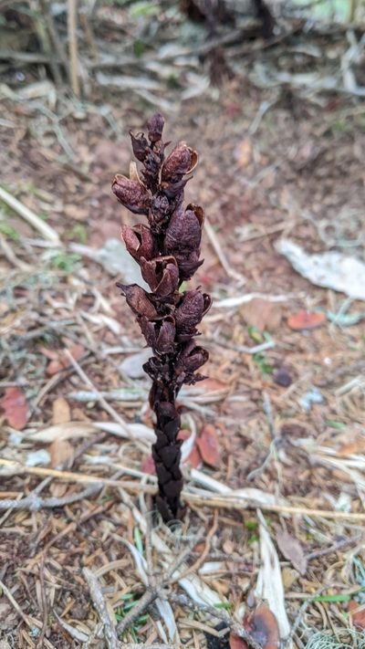 Xylanche himalaica, photographed by Cheng-Te Hsu